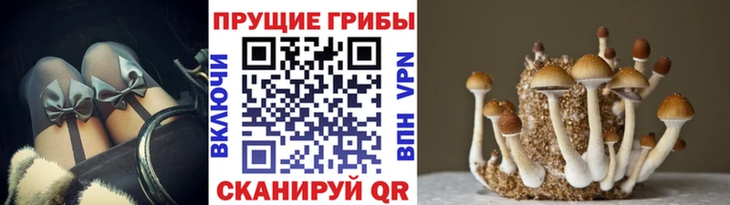 Псилоцибиновые грибы Psilocybine cubensis  Купить  Ковылкино 